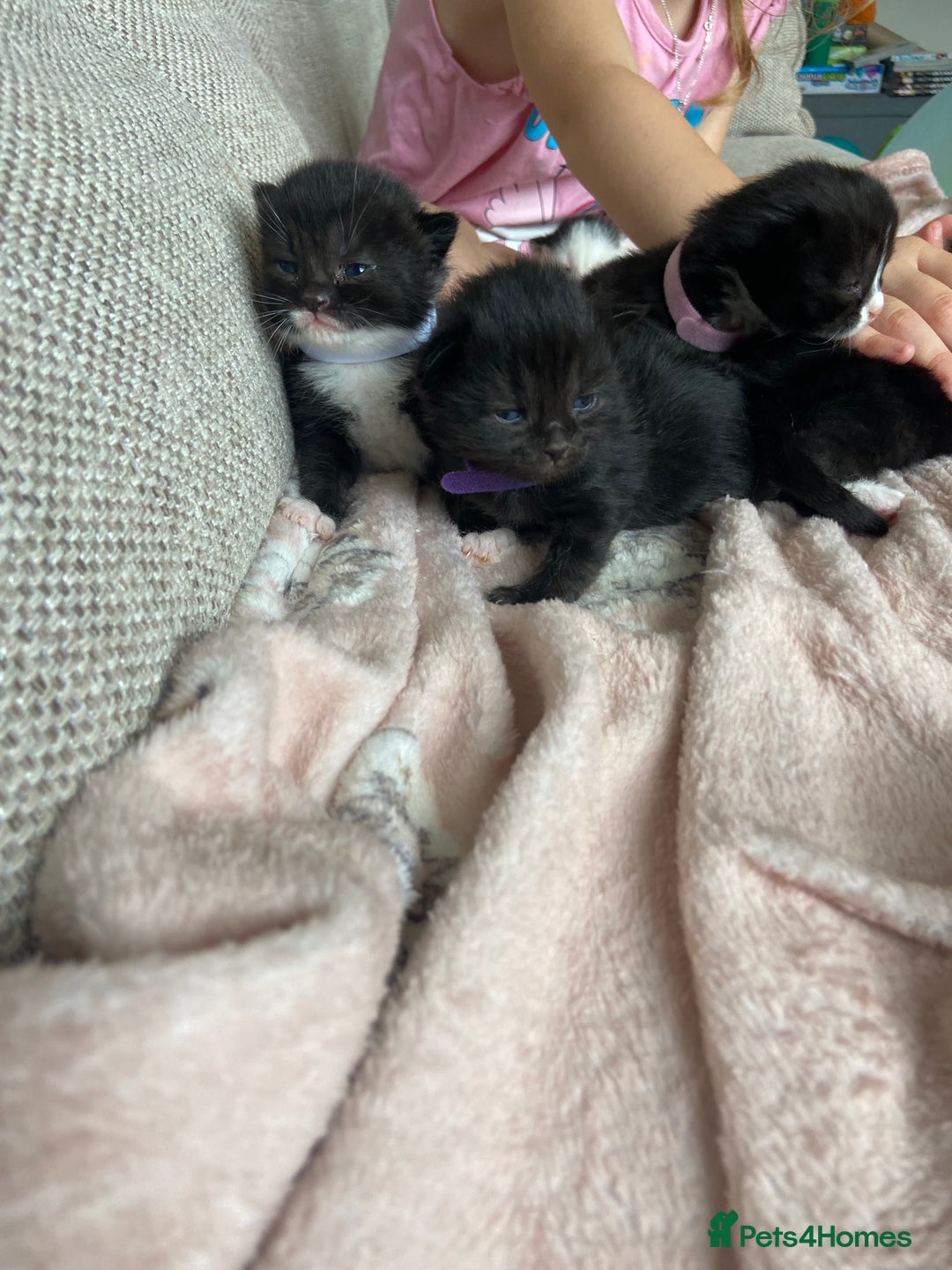 Mixed Breed cats for sale: 4 fluffy Russian blue mix kittens  - Image 12