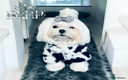 Maltese dogs for stud: ✨Exquisite DOLL KC Korean Maltese Stud DNA Clear ✨ - Image 5