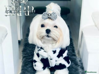 Maltese dogs - Advert 7