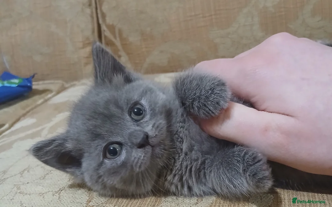 British Shorthair cats for sale: Pedigree British Shorthair female kitten  - Advert 2