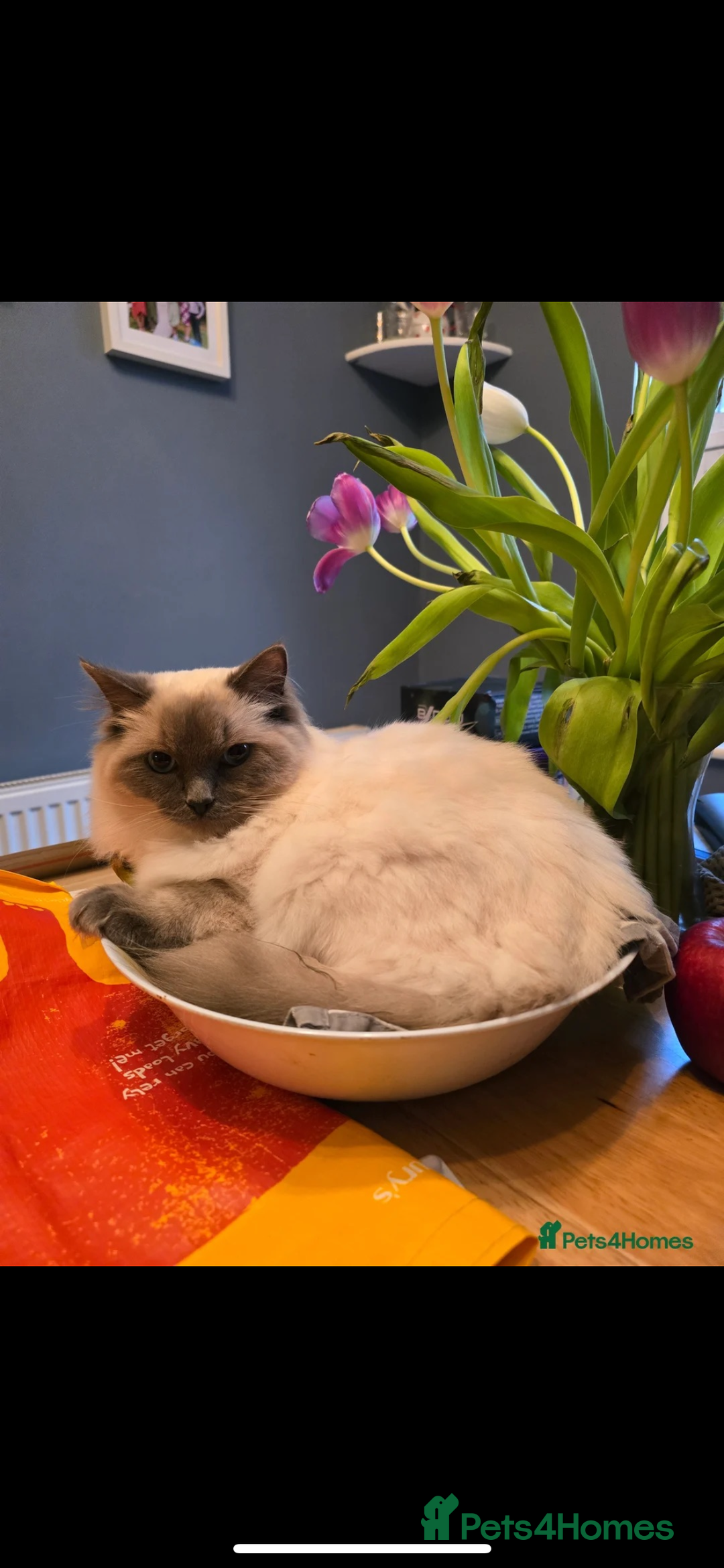 Ragdoll cats for sale: Beautiful ragdoll x silver tabby kittens  - Image 11