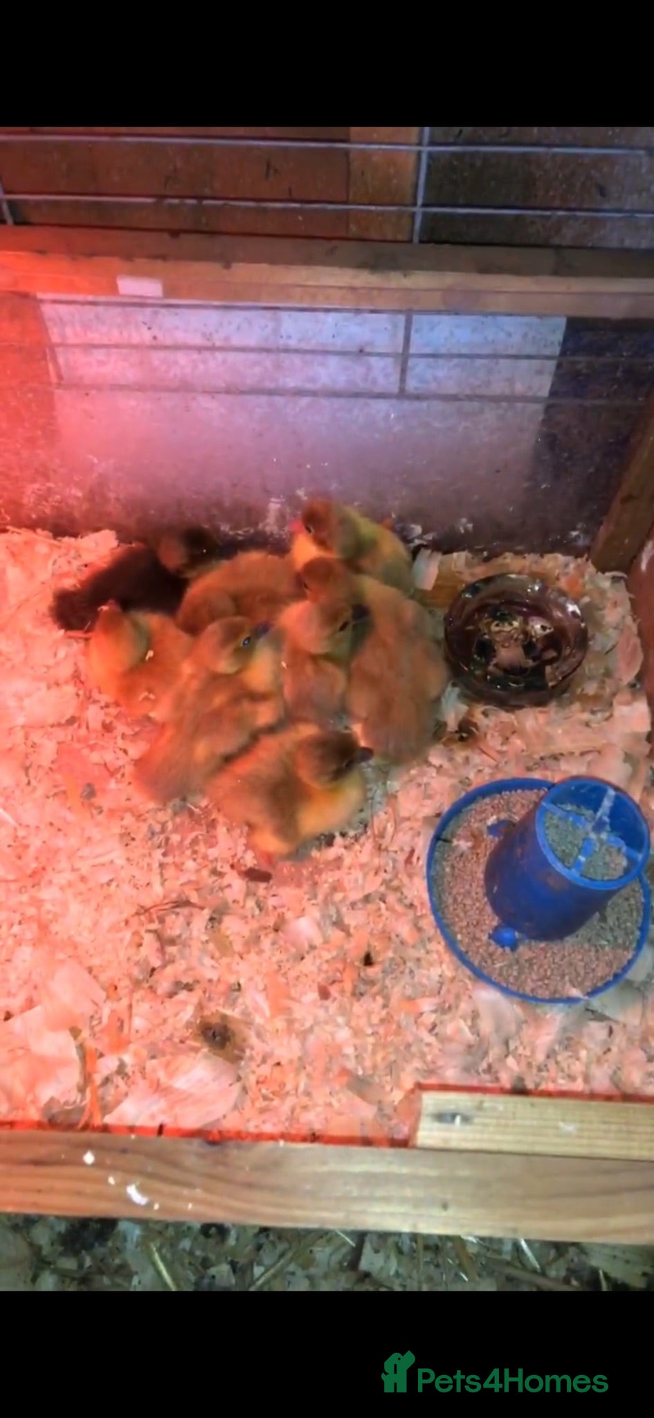 Ducks poultry Muscovy  - Advert 6