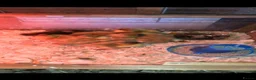 Ducks poultry for sale: Muscovy  - Advert 1