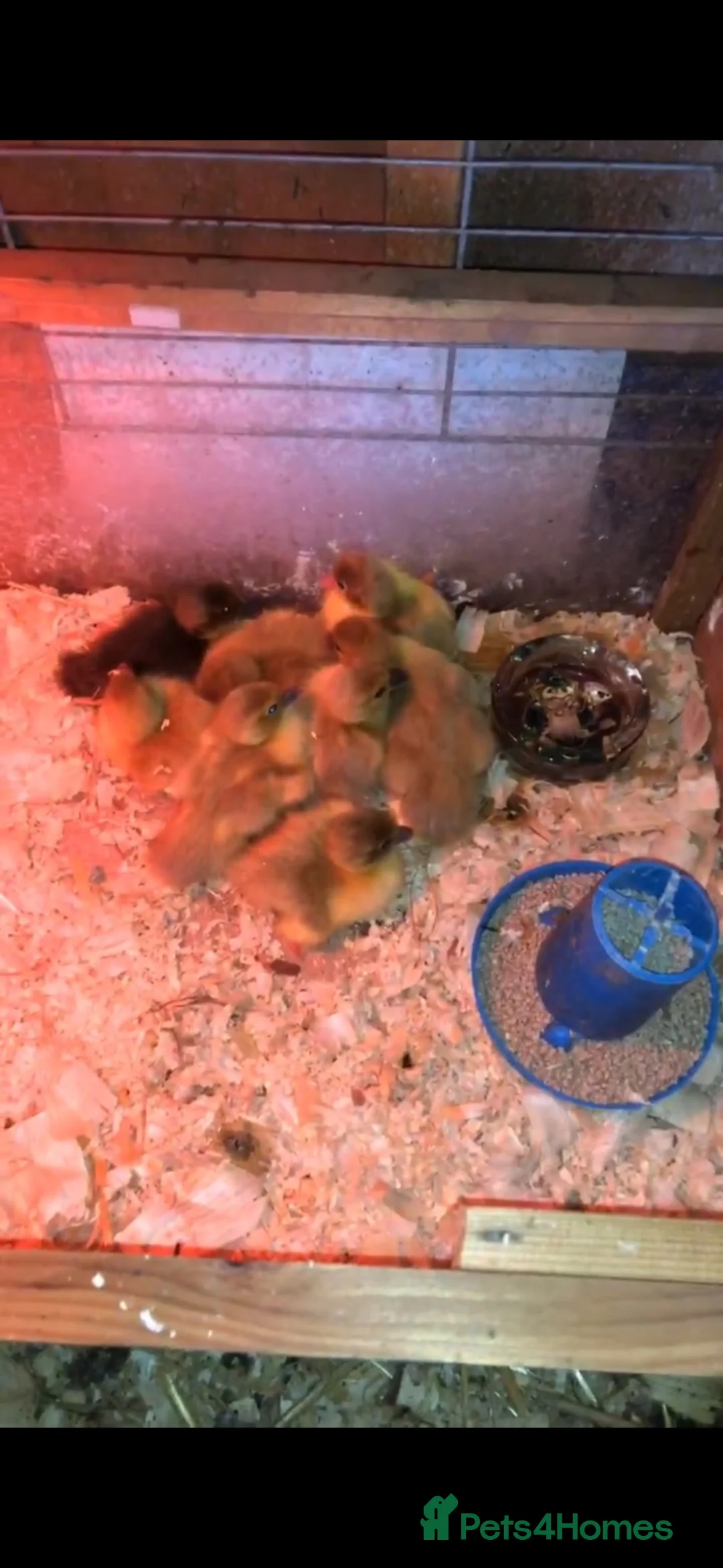 Ducks poultry for sale: Muscovy  - Advert 1