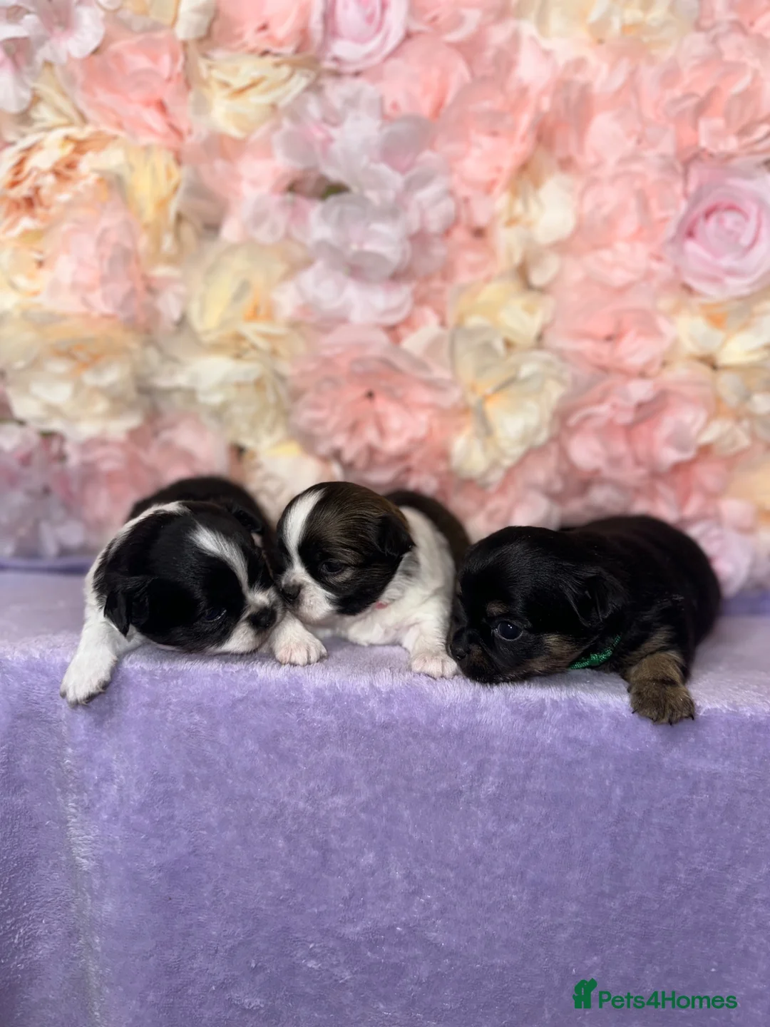 Jack Chi dogs for sale: Jack Chi Puppies – 2 Boys & 1 Girl in Harrow - Advert 1