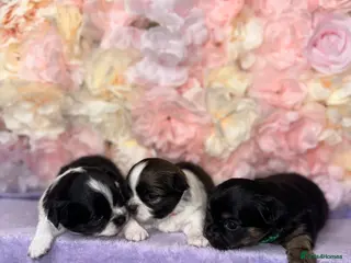 Jack Chi dogs Jack Chi Puppies – 2 Boys & 1 Girl - Advert 1