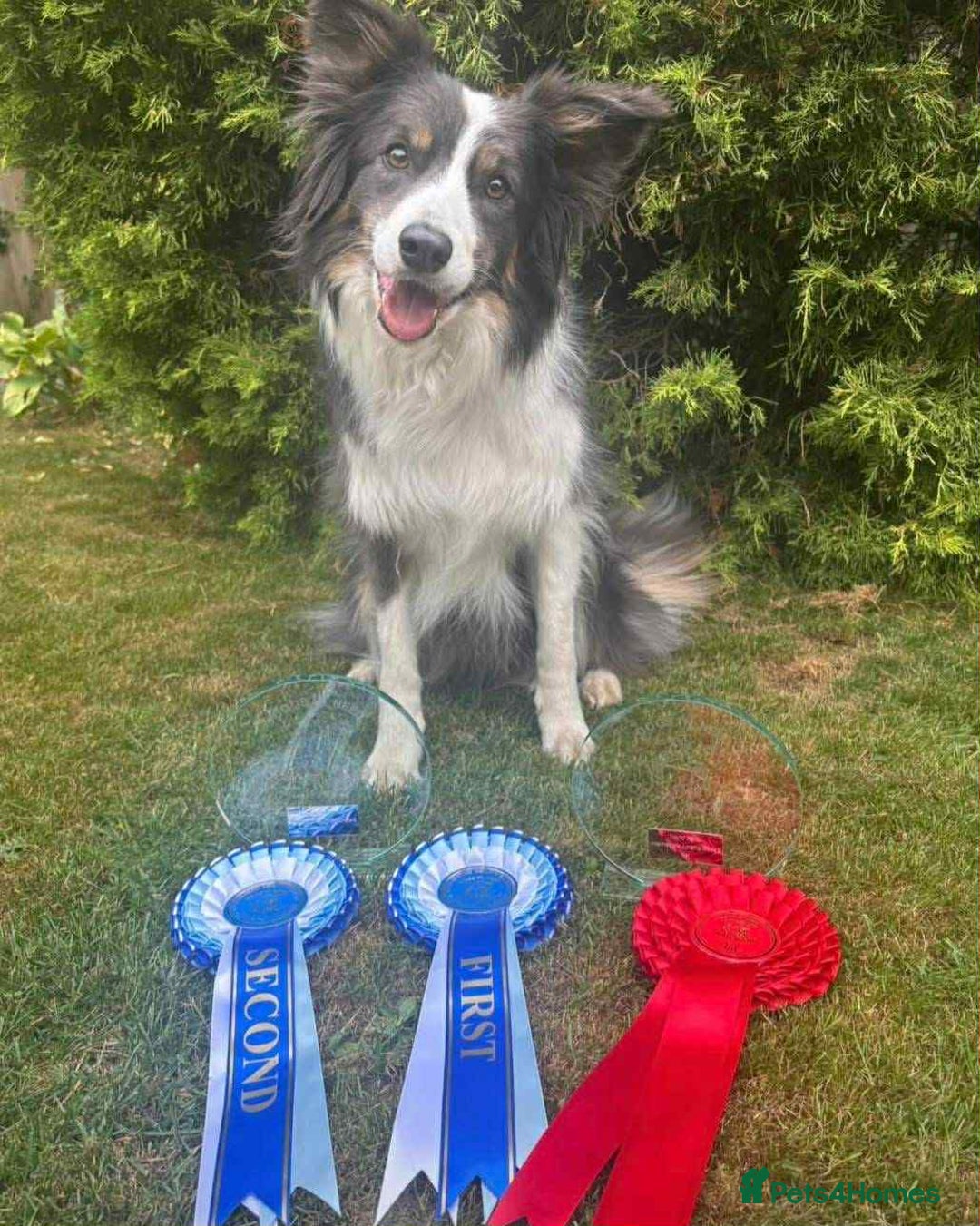 Border Collie dogs for sale: WINNING CRUFTS COMPETITORS. KC REG, HEALTH TESTED - Image 16