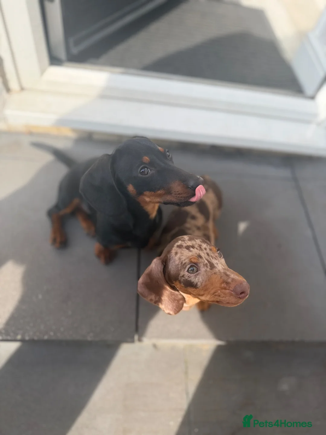 Miniature Dachshund dogs for sale: Female&Male miniature dachshund  - Advert 2