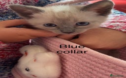 Ragamese cats for sale: Ragamese kittens  - Image 5
