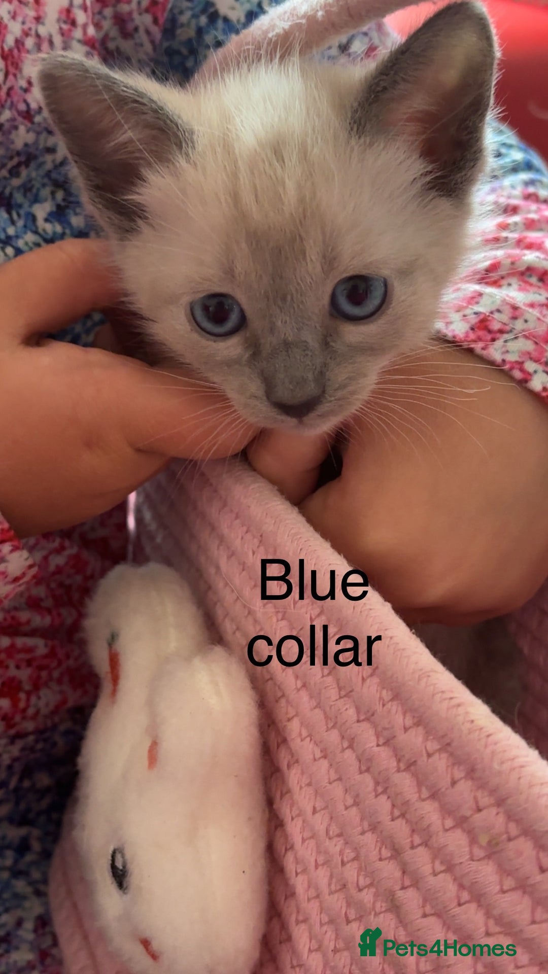 Ragamese cats for sale: Ragamese kittens  - Image 5