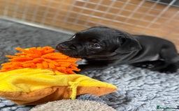 Staffordshire Bull Terrier dogs for sale: Paws Above The Rest  - Image 20