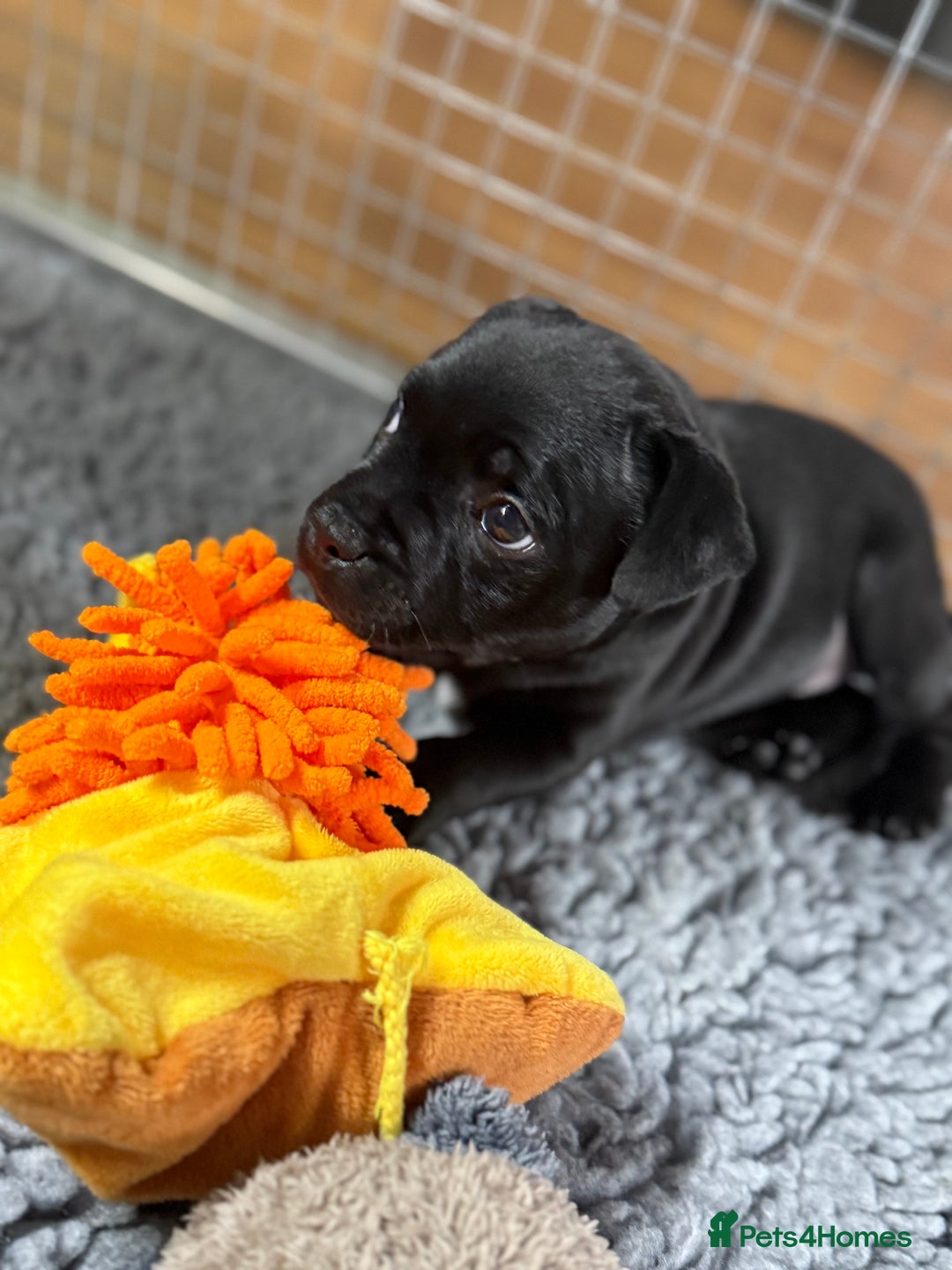 Staffordshire Bull Terrier dogs for sale: Paws Above The Rest  - Image 20