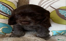 Cocker Spaniel dogs for sale: Adorable show cocker puppies - Image 26