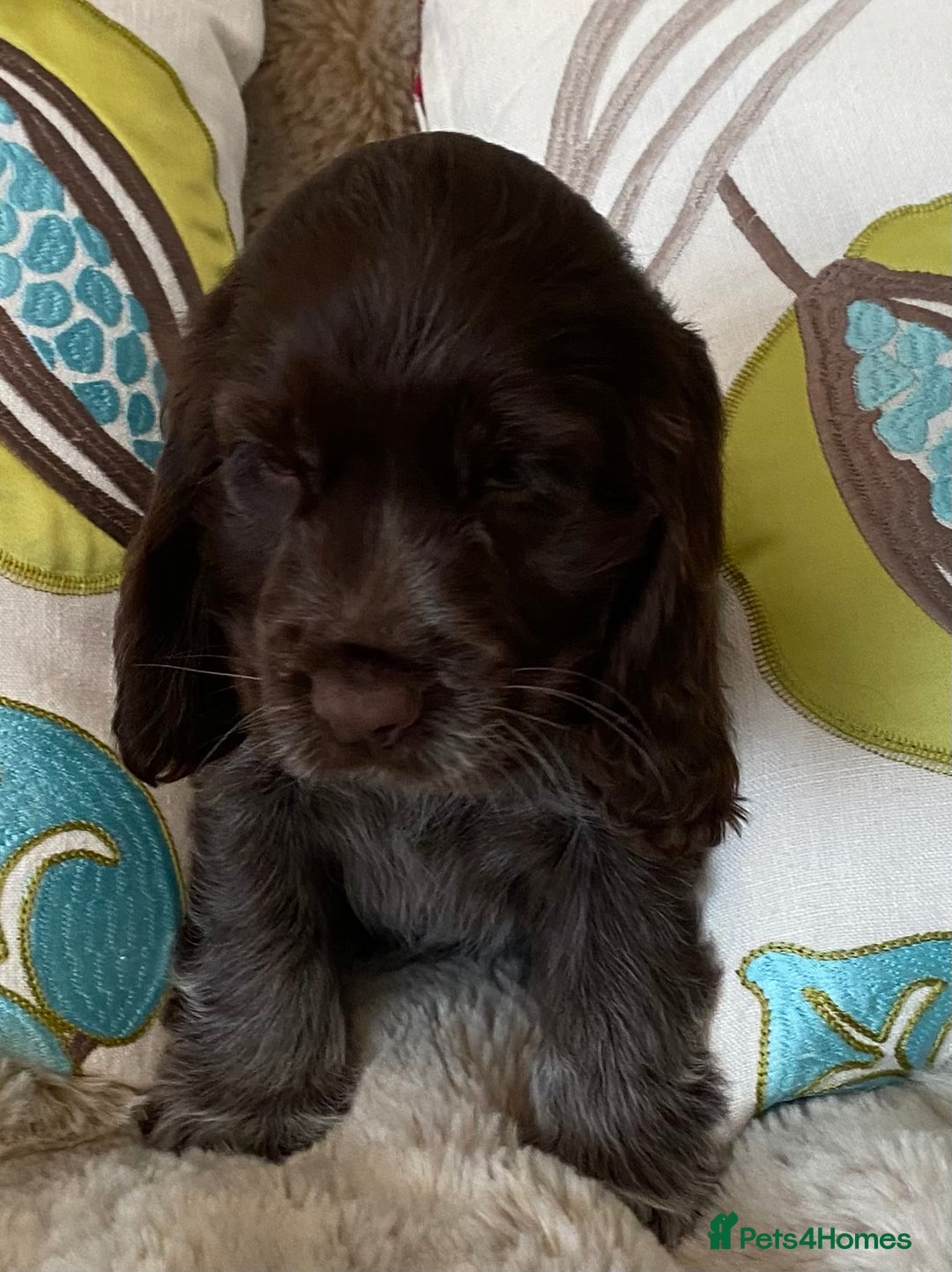 Cocker Spaniel dogs for sale: Adorable show cocker puppies - Image 26
