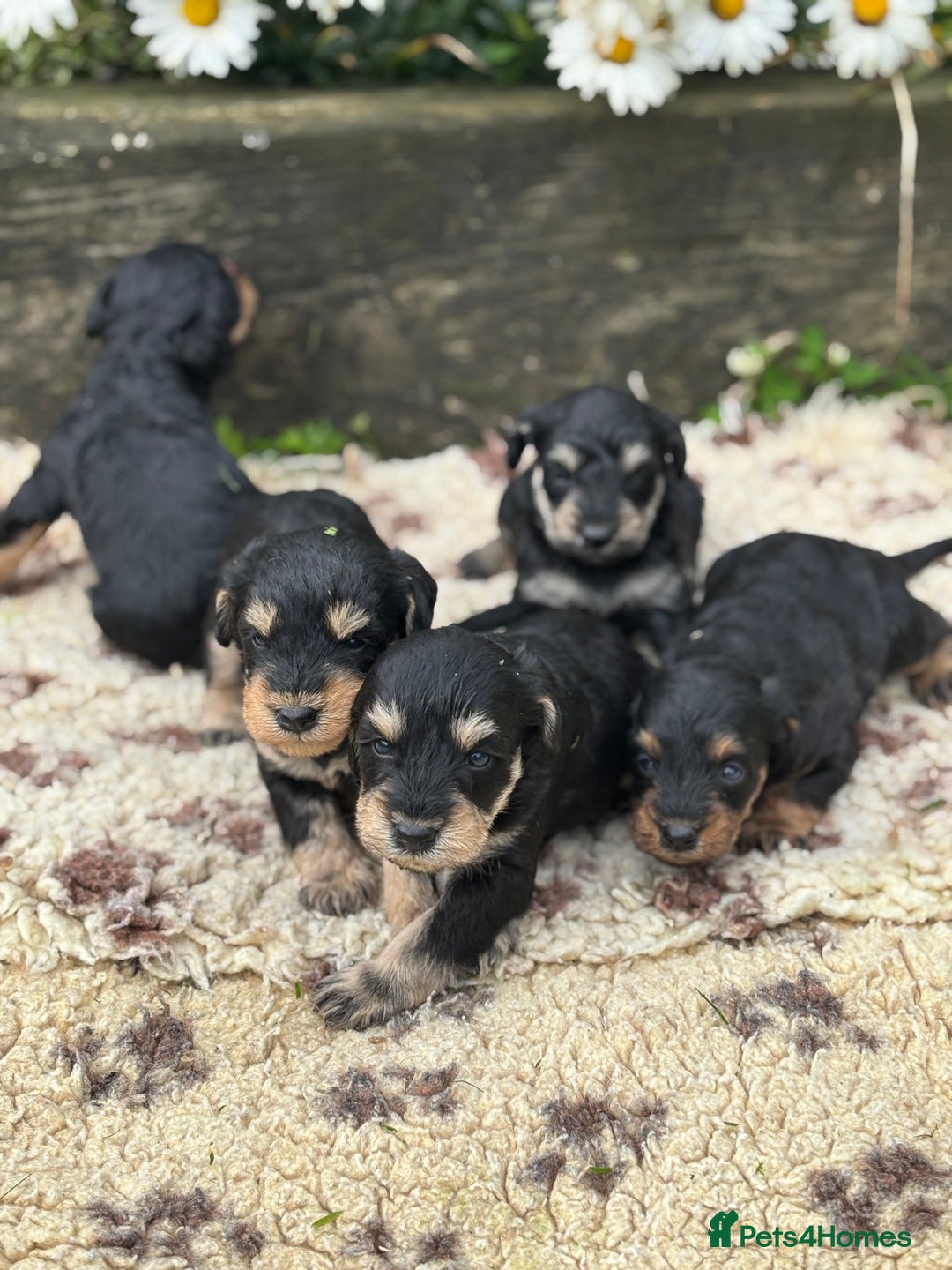 Mixed Breed dogs for sale: F1 MINI SCHNOODLE PUPPIES  - Image 4
