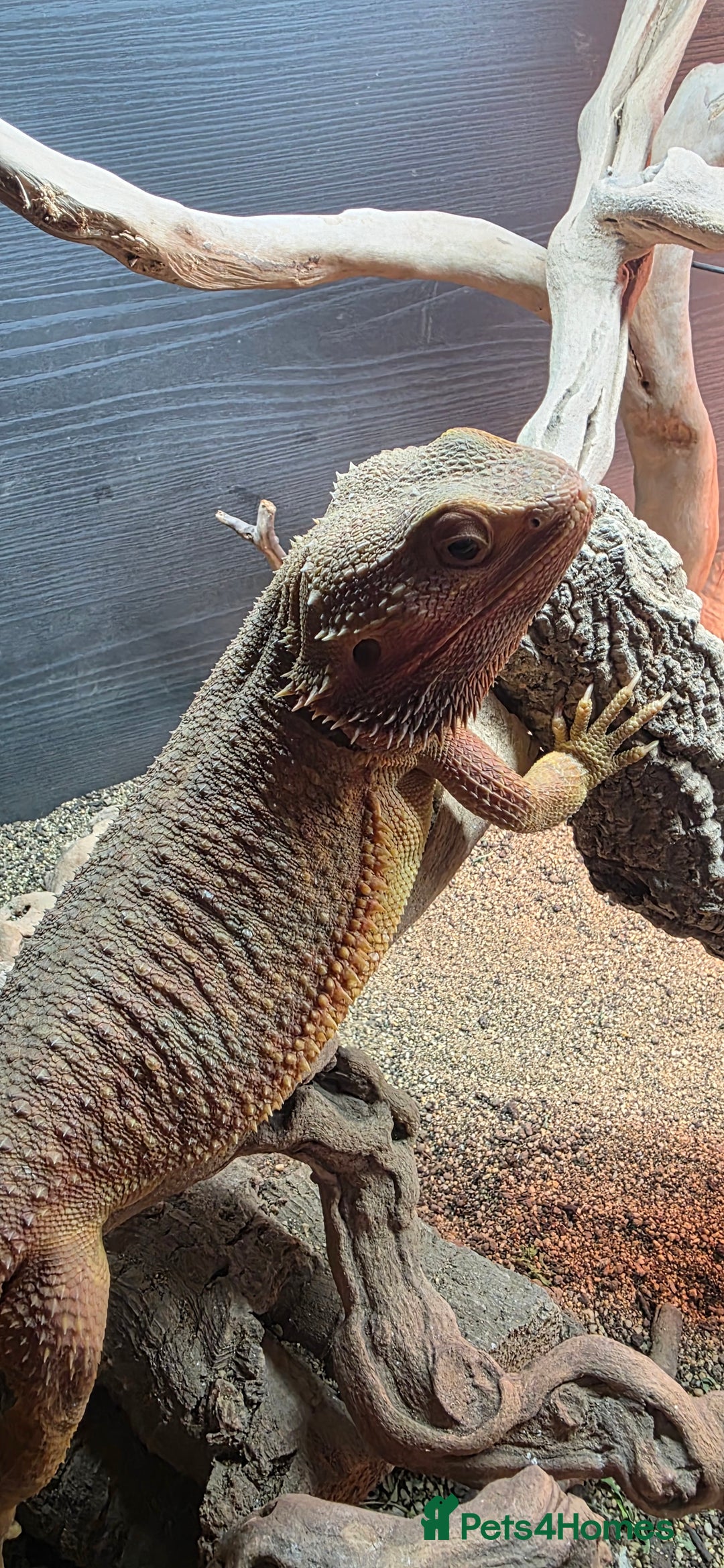 Bearded Dragon reptiles for sale: Bearded dragon for sale - Advert 4