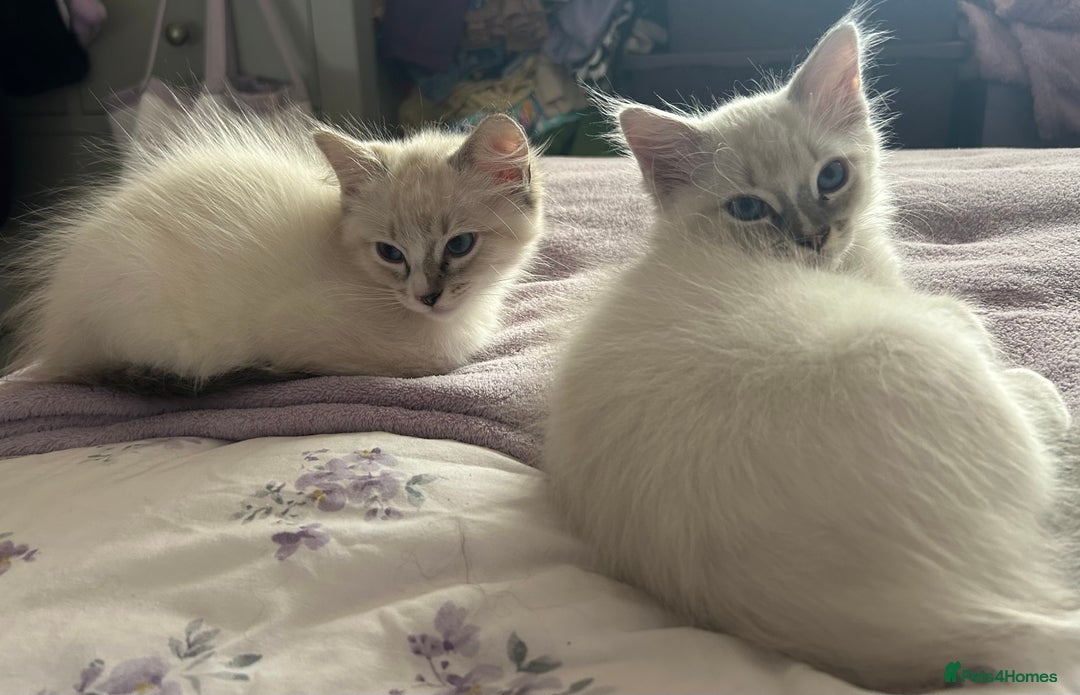 Ragdoll cats for sale: 😻 2 HANDSOME 11 WEEK OLD MALE RAGDOLL KITTENS 😻 - Image 9