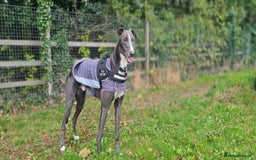 Greyhound dogs for adoption: Ray   - Image 1