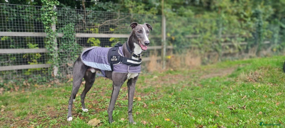 Greyhound dogs for adoption: Ray   - Image 1