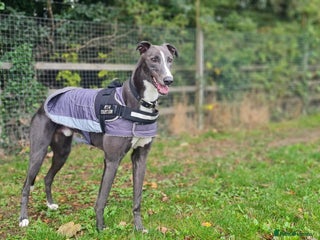 Greyhound dogs - Advert 4