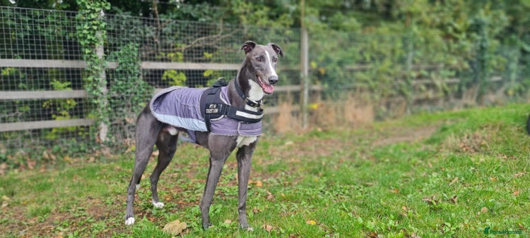 Greyhound dogs Ray - Advert 7