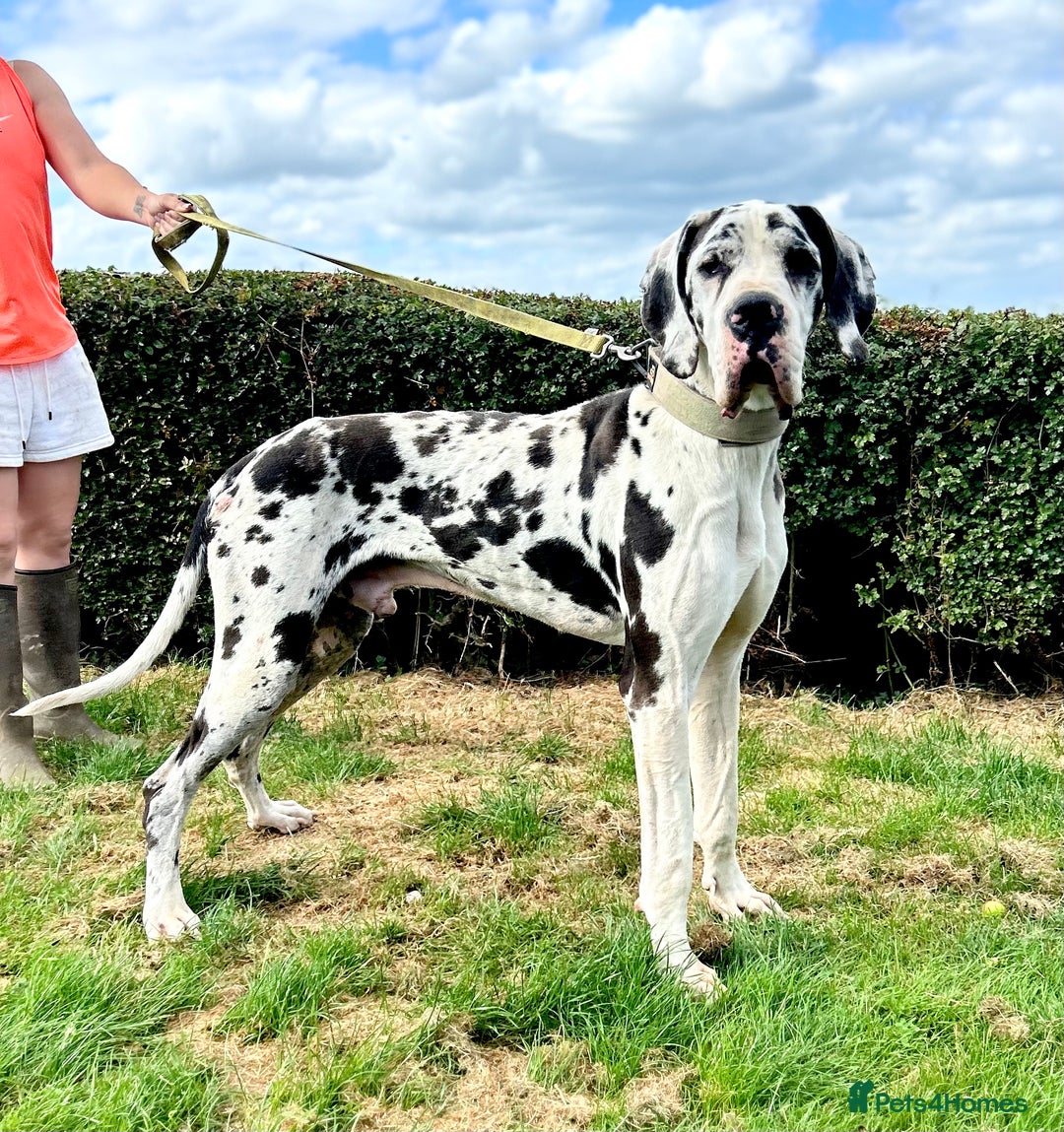 Great Dane dogs for stud: ⭐️Vonrockas Oblix health tested⭐️ in Leicester - Image 2