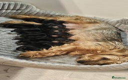 Yorkshire Terrier dogs for sale: Yorkshire Terrier puppies - Image 13