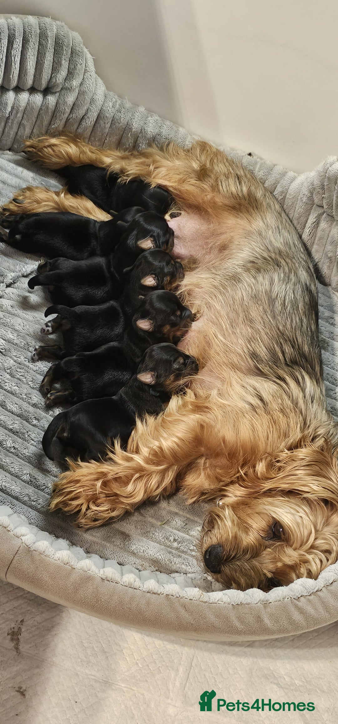 Yorkshire Terrier dogs for sale: Yorkshire Terrier puppies - Image 13