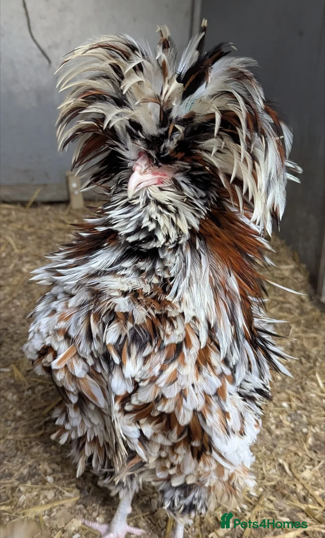 Chickens poultry for sale: Tolbunt Polish Large Fowl Hatching Eggs  - Advert 4