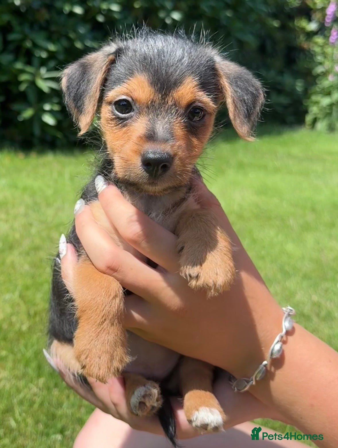 Mixed Breed dogs Norfolk x mini Dachs puppies - Advert 15