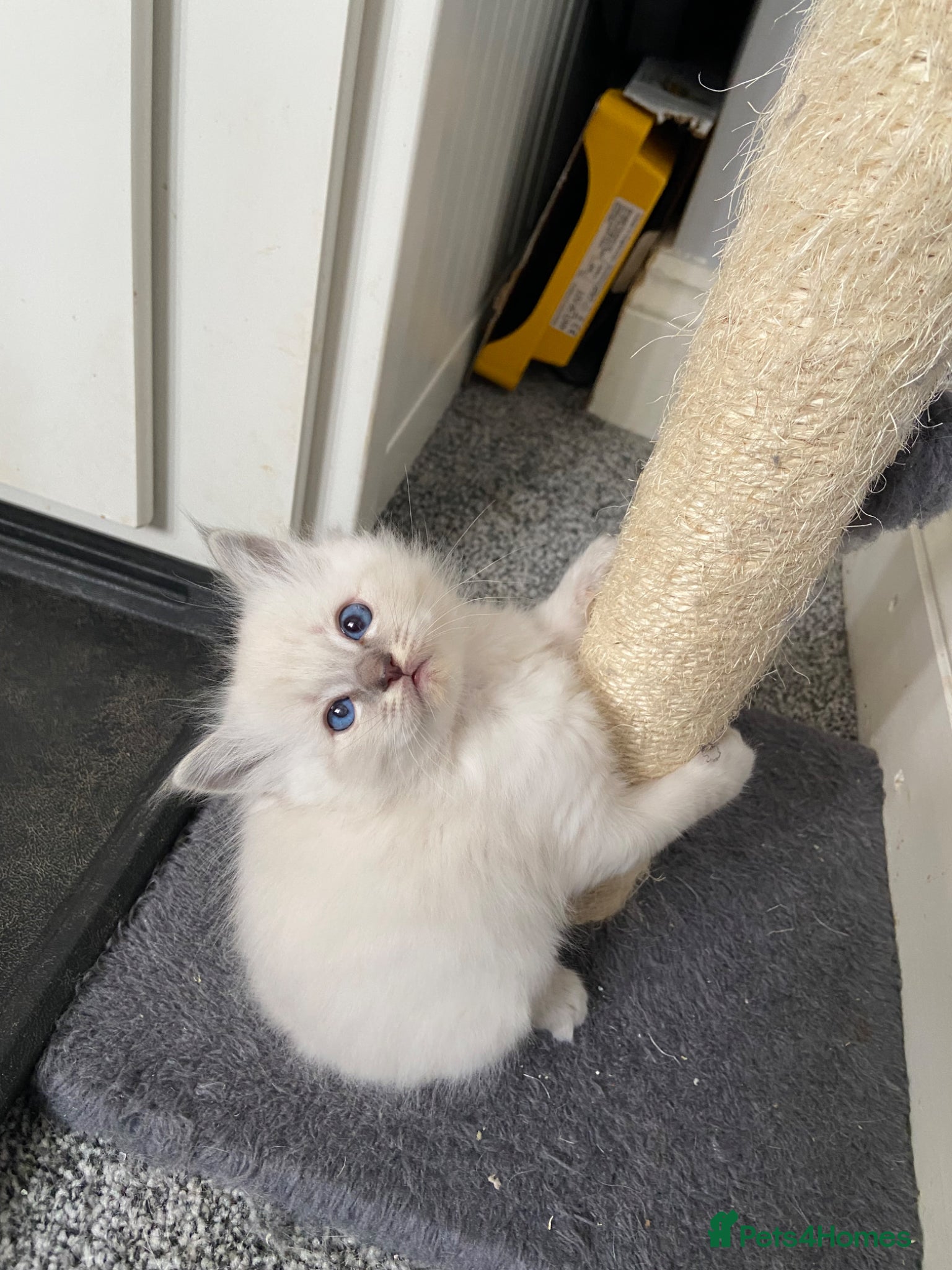 Ragdoll cats Adorable Lilac point Ragdoll kittens - Advert 9