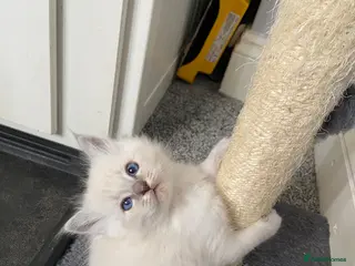 Ragdoll cats Adorable Lilac point Ragdoll kittens - Advert 4