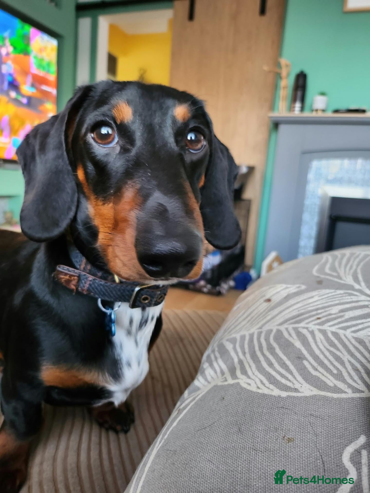 Dachshund dogs Adult Dachshund girl and boy looking for new home  - Advert 3