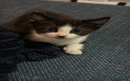 Sphynx cats for sale: Mix kittens of a sphinx mum and white ginger dad  - Image 5