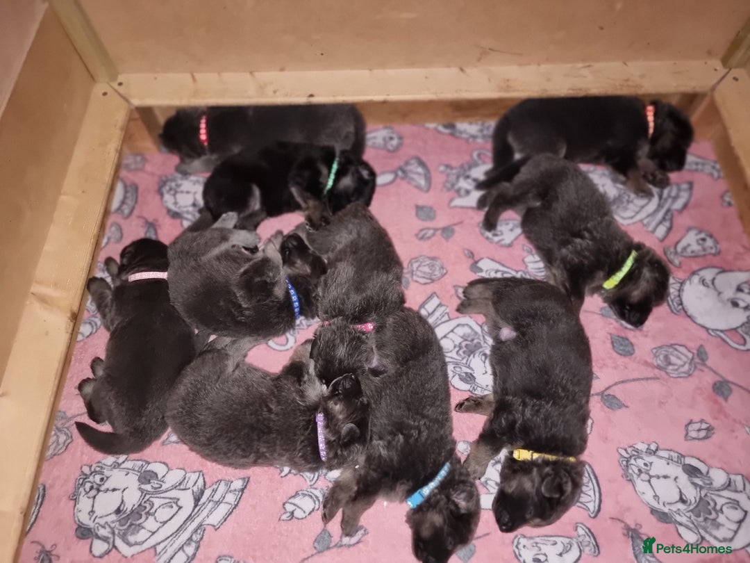 German Shepherd dogs for sale:  kc,health tested straight back german shepherd - Image 31