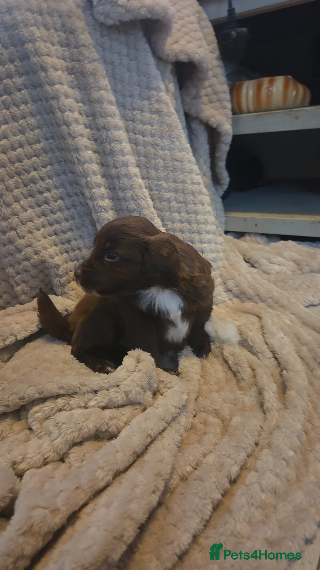 Cockapoo dogs for sale: Cockapoo puppies  - Advert 7