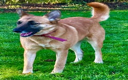 Belgian Shepherd Dog dogs for adoption: Julie: The Puppy Who Survived the Unthinkable - Advert 7