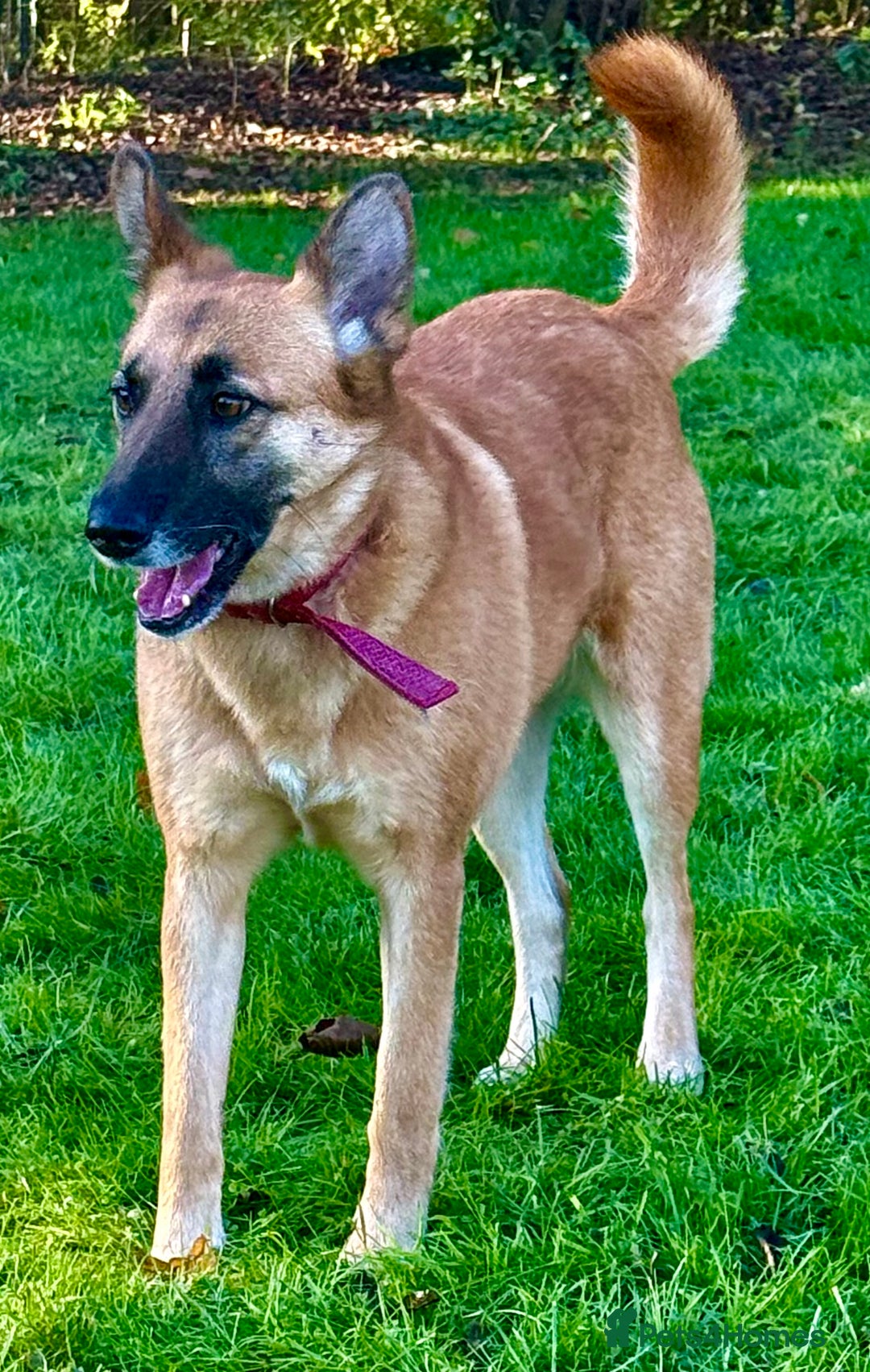 Belgian Shepherd Dog dogs for adoption: Julie: The Puppy Who Survived the Unthinkable - Advert 7