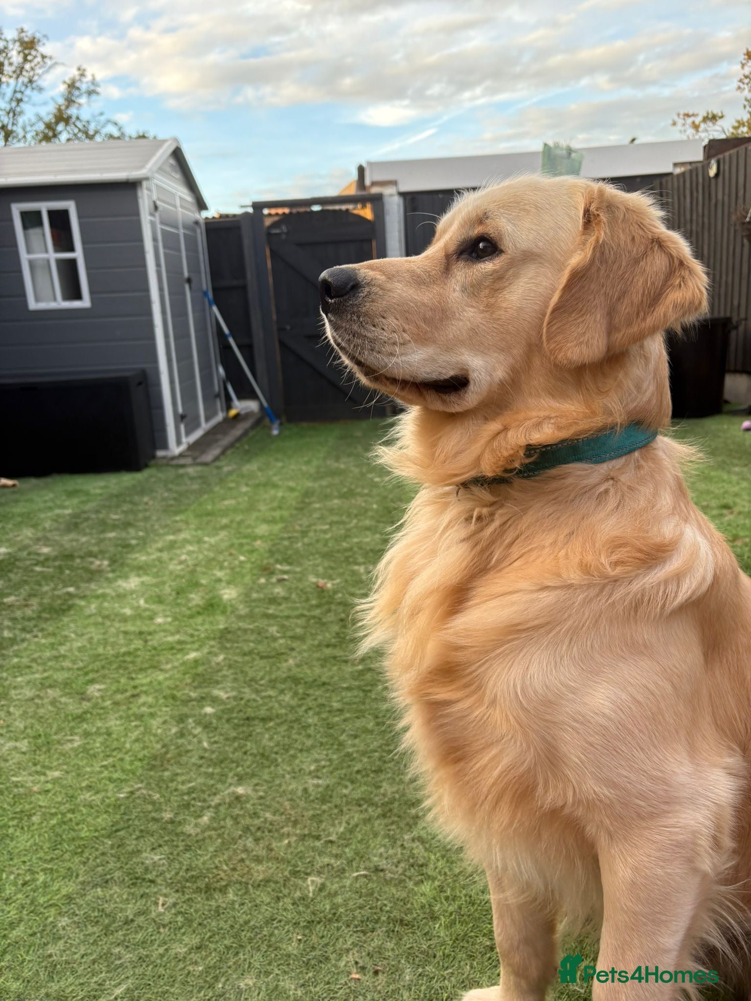 Golden Retriever dogs Golden retriever stud  - Advert 9