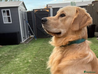 Golden Retriever dogs - Advert 34