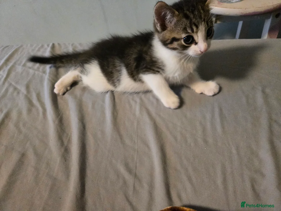 Mixed Breed cats for sale: THREE LOVELY KITTENS Looking for a Home  - Advert 7