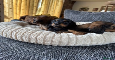 Dachshund dogs - Advert 9