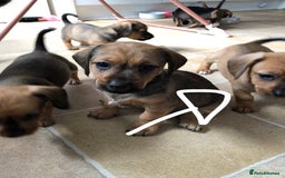 Mixed Breed dogs for sale: DACHSHUND PUPS READY TO GO  - Image 8