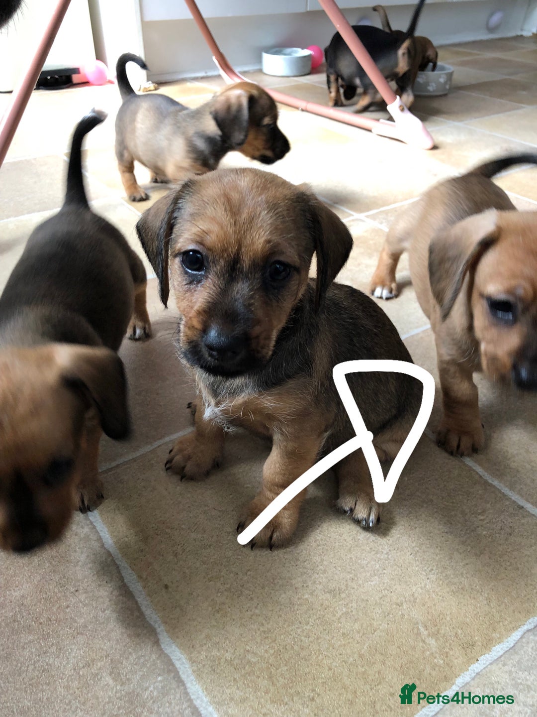 Mixed Breed dogs for sale: DACHSHUND PUPS READY TO GO  - Image 8