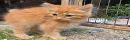 Persian cats for sale: Lovely half persian kitten - Advert 37