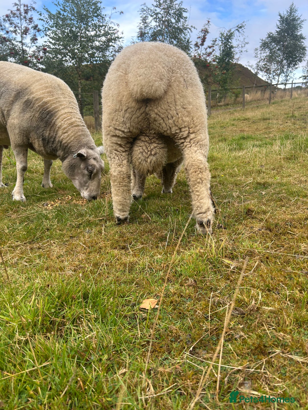 Sheep livestock for sale: Pure bred Ryeland tup - Image 5