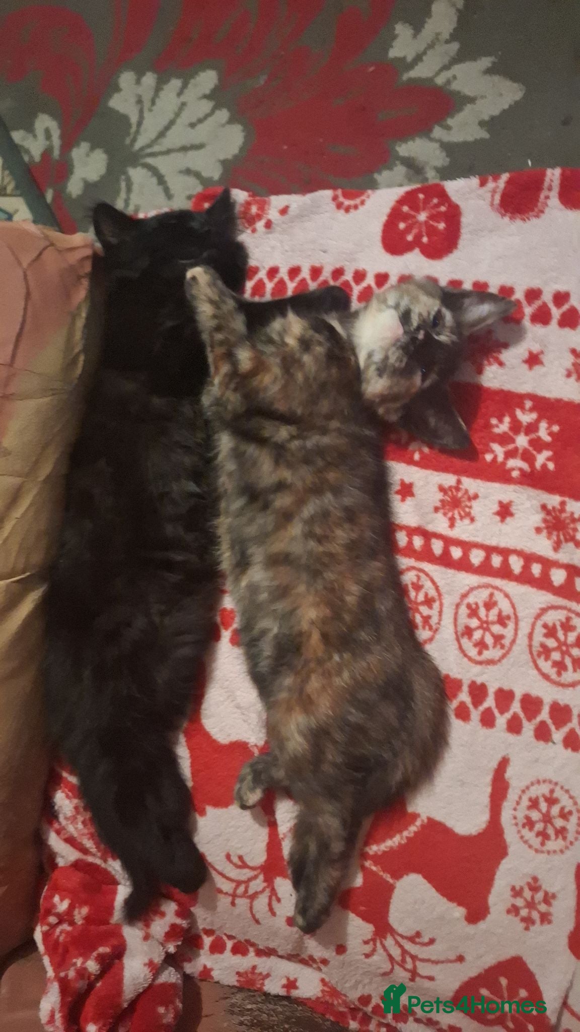 Mixed Breed cats Lovely Kittens 😻 - Advert 2