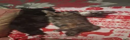 Mixed Breed cats for sale: Lovely Kittens 😻 - Advert 7