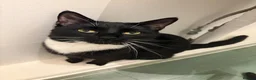 Bombay cats for sale: Male tuxedo cat  - Advert 5
