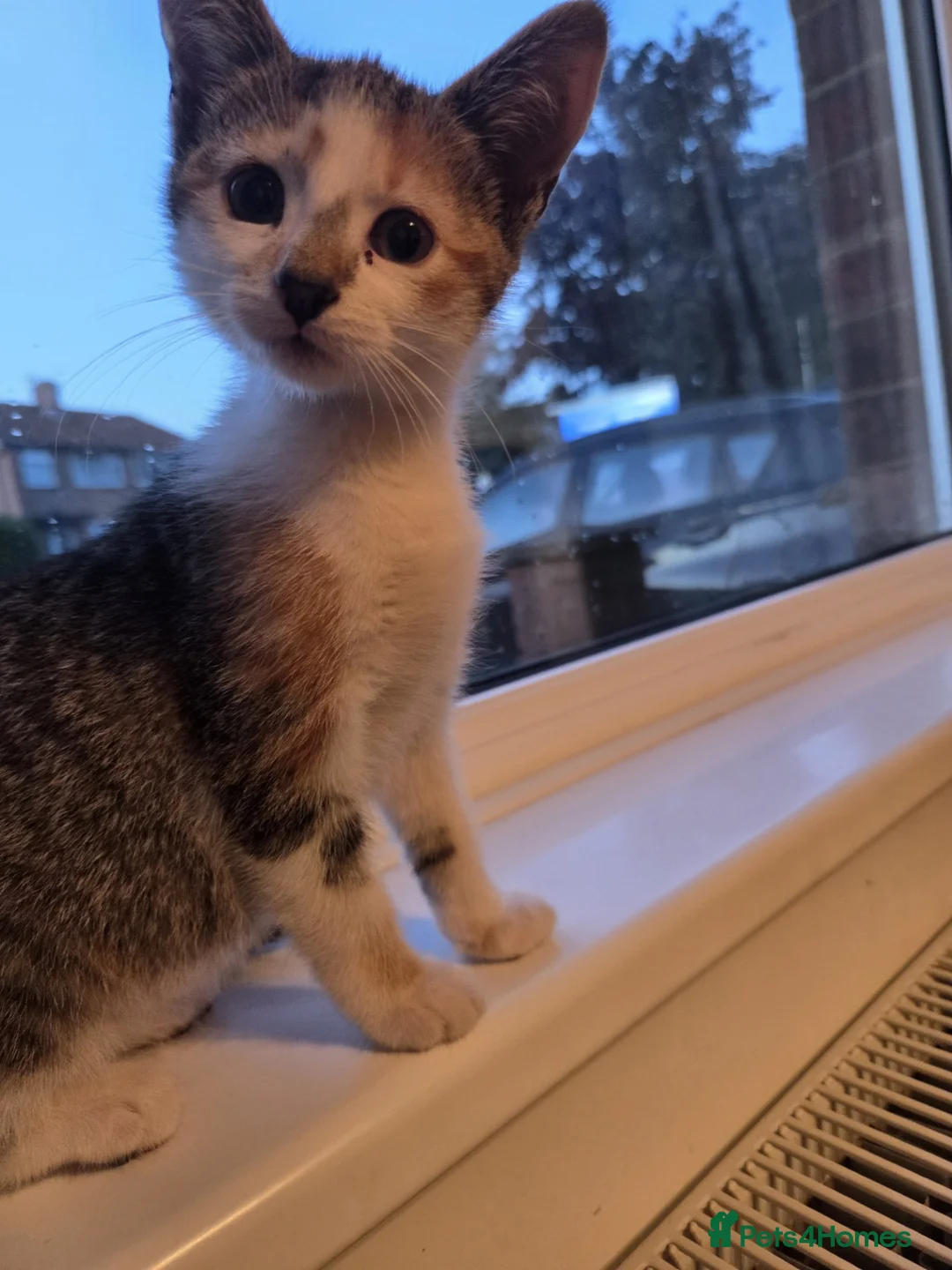 Mixed Breed cats for sale: Two kittens 10 weeks old in Telford - Advert 2